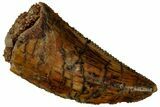 Serrated, Raptor Tooth - Real Dinosaur Tooth #295945-1